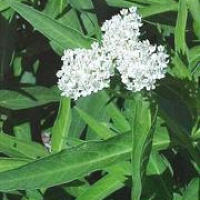 Asclepias incarnata – ‘Ice Ballet’ Milkweed