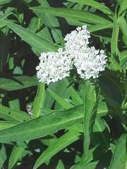 Asclepias incarnata – ‘Ice Ballet’ Milkweed