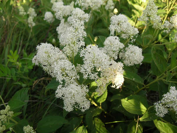 ceanothus americanus new jersey tea butterfly gardens to go ceanothus americanus new jersey tea butterfly gardens to go