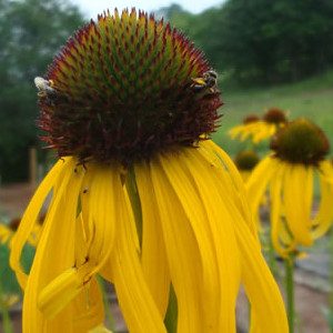 Echinacea paradoxa – Ozark Coneflower