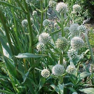 Eryngium yuccifolium – Rattlesnake Master