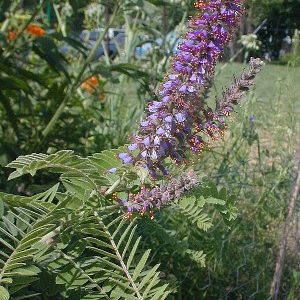 Amorpha canescens – Leadplant
