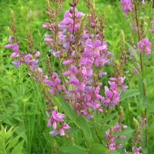 Desmodium canadense – Showy Tick Trefoil