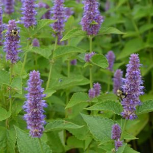 Agastache foeniculum – Lavender Hyssop