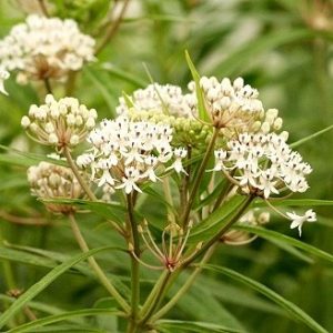 Asclepias perennis – Aquatic Milkweed