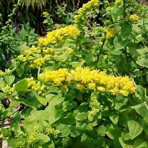 Solidago sphacelata – ‘Golden Fleece’ Dwarf Goldenrod