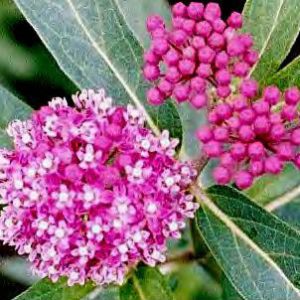 Asclepias incarnata – ‘Cinderella’ Milkweed