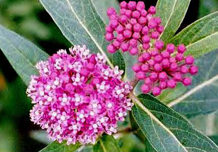 Asclepias incarnata – ‘Cinderella’ Milkweed