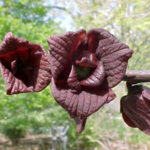 Asimina triloba – Paw Paw