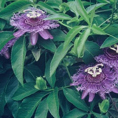 Passiflora Incarnata x cinnicata ‘Incense’