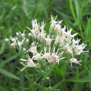 Eupatorium hyssopifolium – Hyssop-leaved Thoroughwort
