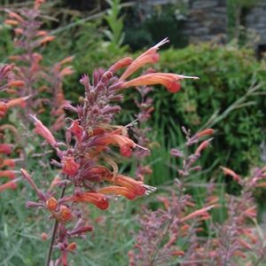 Agastache rupestris – Orange Hyssop