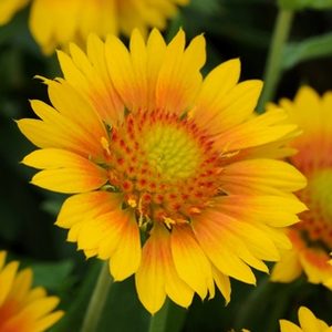 Gaillardia grandiflora – ‘Mesa Peach’ Blanket Flower