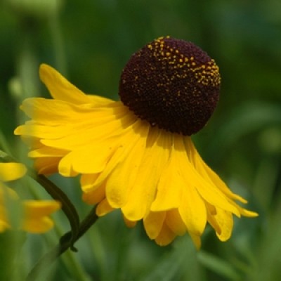 Helenium flexuosum – ‘Tiny Dancer’ Sneezeweed