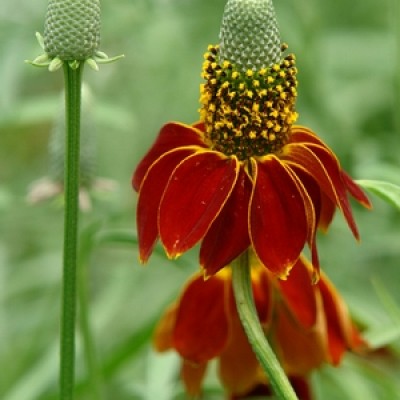 Ratibida columnifera – Mexican Hat Plant