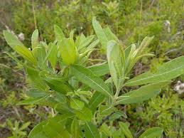 Salix humilis – Prairie Willow