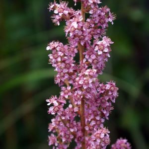 Spiraea tomentosa – Steeplebush