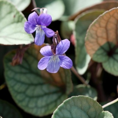 Viola walteri – ‘Silver Gem’ Violet