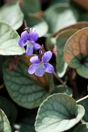 Viola walteri – ‘Silver Gem’ Violet