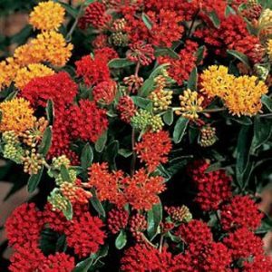 Asclepias tuberosa Gay Butterflies