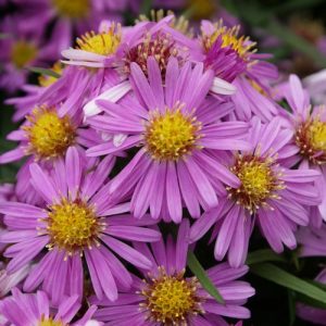 Aster dumosus – ‘Wood’s Pink’ Dwarf Aster