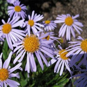 Aster tongolensis – ‘Wartburg Star’ Aster