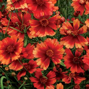 Coreopsis Desert Coral