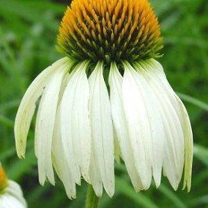 Echinacea Purpurea White Swan