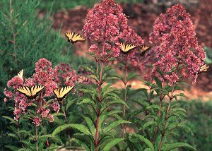 Eupatorium fistulosum - Joe Pye weed