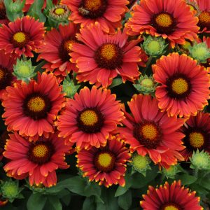 Gaillardia grandiflora Arizona Red Shades 2
