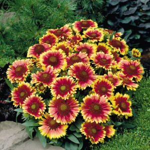 Gaillardia grandiflora - Arizona Sun