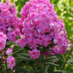 Phlox paniculata Eva Cullum