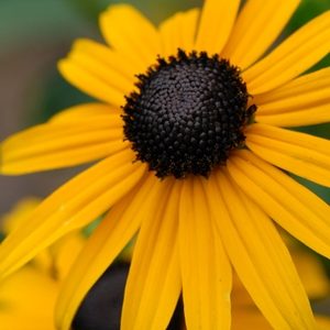 Rudbeckia Fulgida Goldsturm
