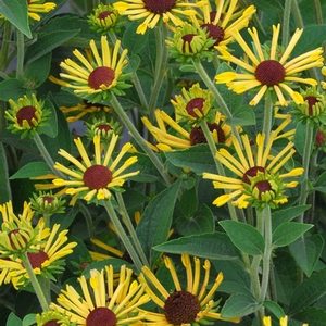 Rudbeckia subtomentosa – ‘Little Henry’ Dwarf Black-eyed Susan