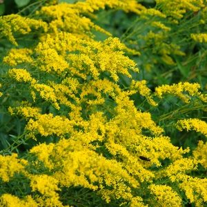 Solidago odora- Anisescented goldenrod or sweet goldenrod