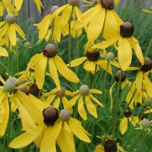 Ratibida pinnata - Yellow Coneflower