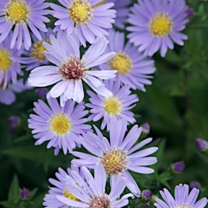 Aster dumosus – ‘Wood’s Blue’ Dwarf Aster