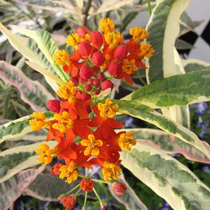Asclepias curassavica – ‘Monarch Promise’ Tropical Milkweed