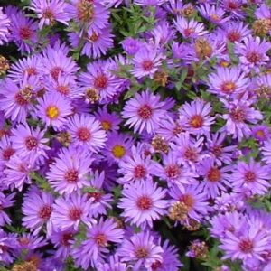 Aster dumosus – ‘Wood’s Purple’ Dwarf Aster