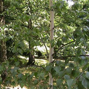 Betula papyrifera – Paper Birch