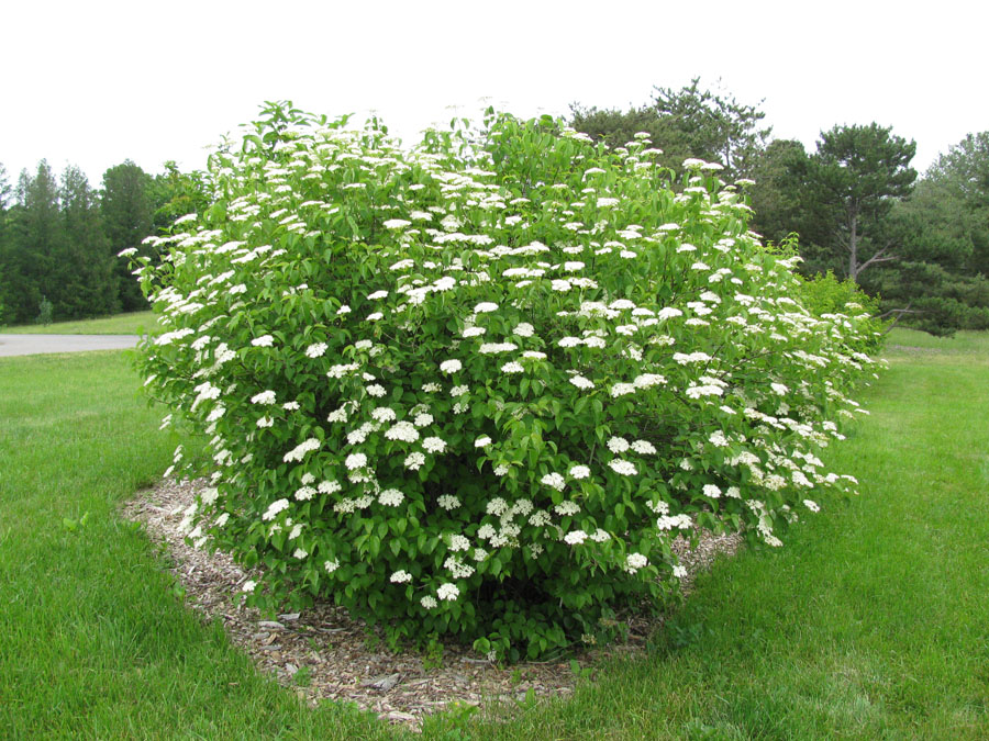 viburnum dentatum arrowwood viburnum
