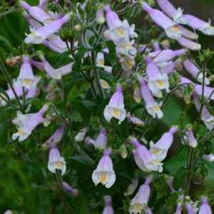 Penstemon hirsutus – Penstemon