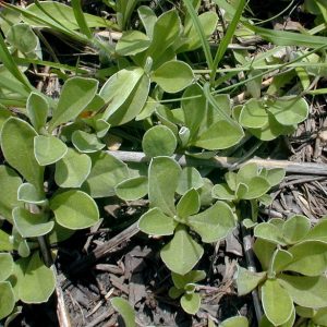 Antennaria neglecta – Field Pussy Toes
