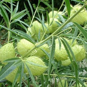 Asclepias physocarpa Hairy Balls Milkweed