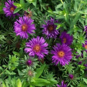 Aster novae-angliae – ‘Purple Dome’