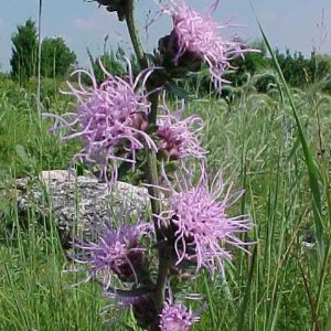 Liatris aspera – Rough Blazing Star