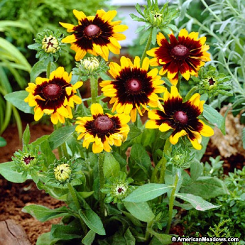 rudbeckia hirta sonora black eyed susan butterfly gardens to go