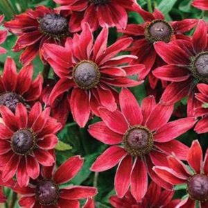 Rudbeckia hirta ‘Cherry Brandy’ Black-eyed Susan