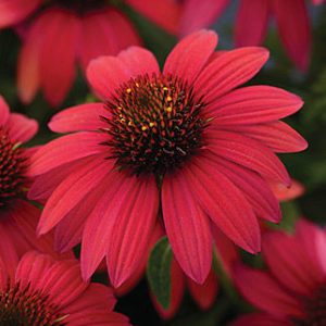 Echinacea Sombrero ‘Baja Burgundy’ Coneflower