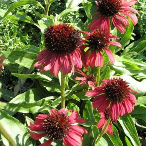 Echinacea ‘Firebird’